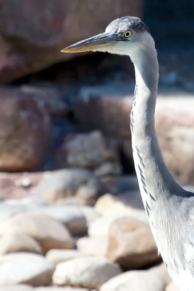 Grijze reiger van dichtbij — Stockfoto