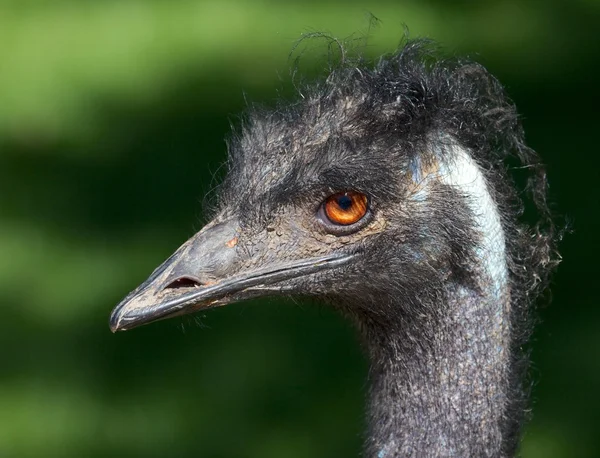 Grumpy Emu Bird 1 — стоковое фото