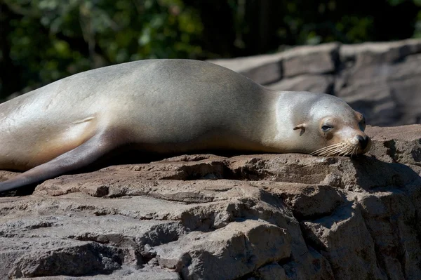 Lazy Sea Lion sur un rocher 2 — Photo