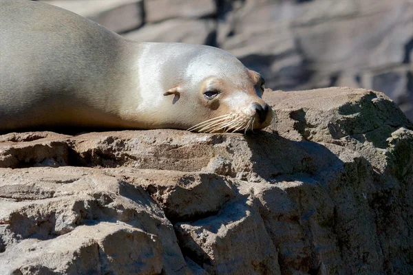 Lusta Sealion egy szikla — Stock Fotó