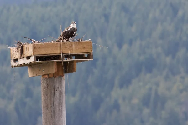 Osprey на гніздо — стокове фото