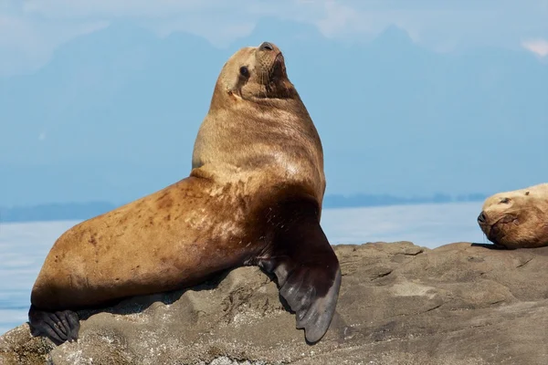 Канадская Stellar Sea Lion сидит на скале недалеко от Ванкувера — стоковое фото