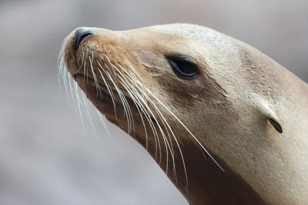Closeup leão marinho — Fotografia de Stock