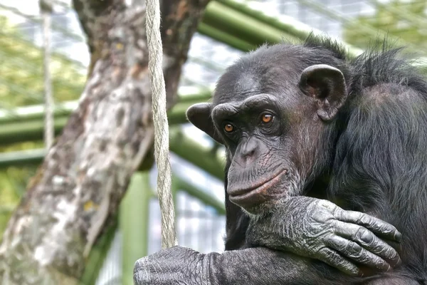 Chimpanzé triste — Fotografia de Stock