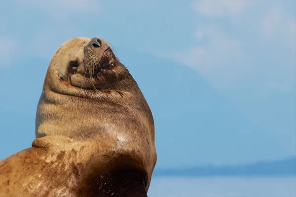 Hotel Sea lion portret 1 — Zdjęcie stockowe