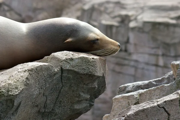 Hotel Sea lion lenistwo — Zdjęcie stockowe