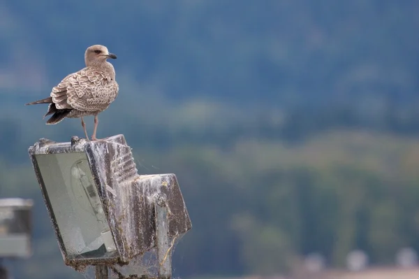 Möwe auf einer Lampe — Stockfoto