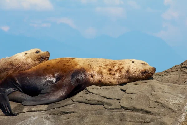 Dois Leões do Mar Estelar preguiçosos em uma rocha — Fotografia de Stock