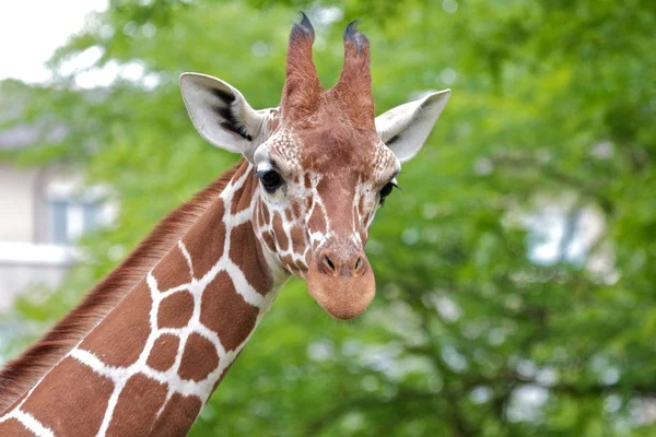 Vorbeifahrende Giraffe Stockfoto