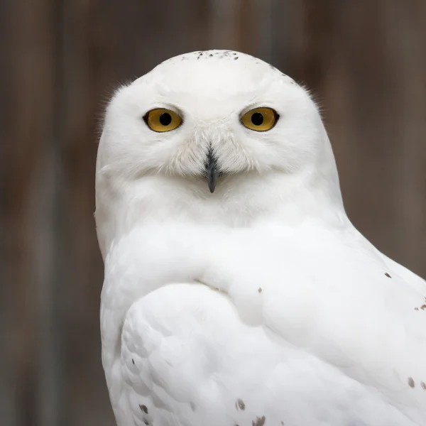 Schneeeule frontal lizenzfreie Stockbilder