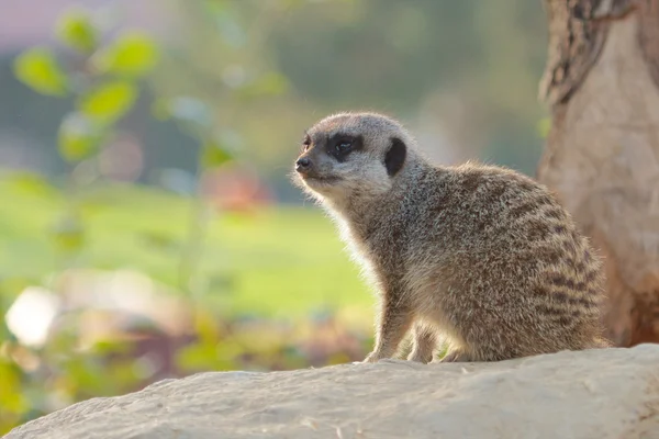 Mongoose på en klippa — Stockfoto