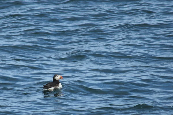 Puffin on the water — Stock Photo, Image