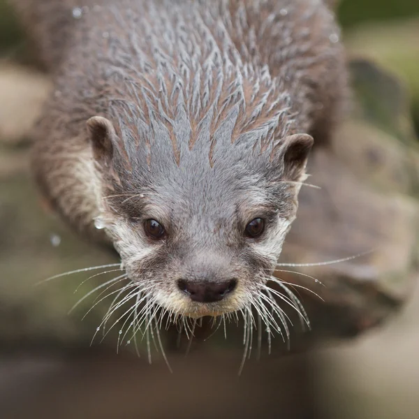 Curious small-clawed Otter — Stock Photo, Image