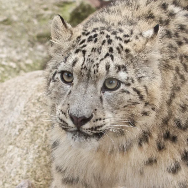 Curioso leopardo delle nevi — Foto Stock