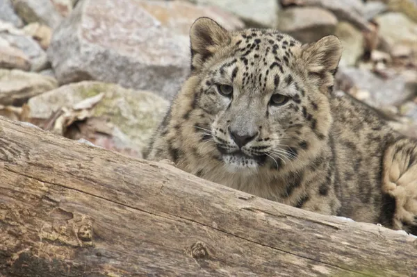 Lurande snöleopard — Stockfoto