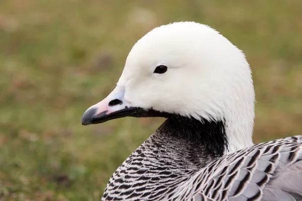 Magellan Goose Portrait — Stock Photo, Image