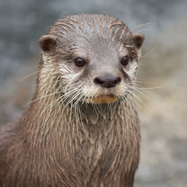 Retrato de nutria de garras pequeñas Fotos de stock libres de derechos