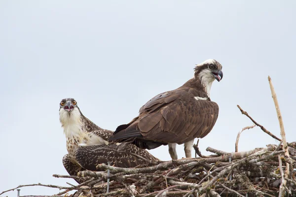 Fischadlerpaar 1 — Stockfoto