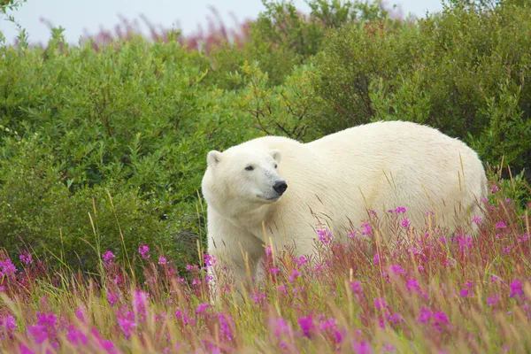 Polar Bear and Fire Weed 2 — Stock Photo, Image