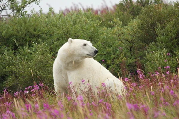 Белый медведь и огненный сорняк 3 — стоковое фото