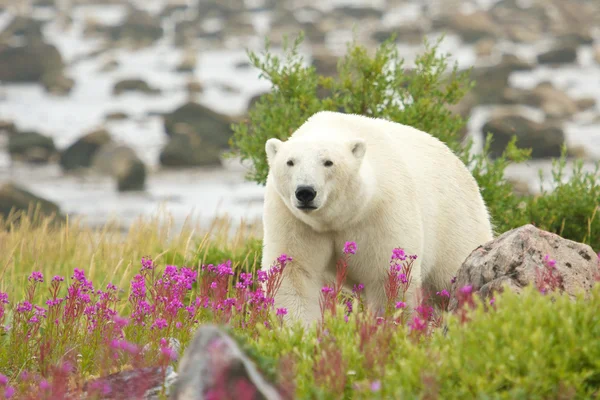 Polar Bear and Fire Weed 5 — Stock Photo, Image