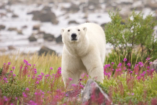 Polar Bear and Fireweed 1 — Stock Photo, Image