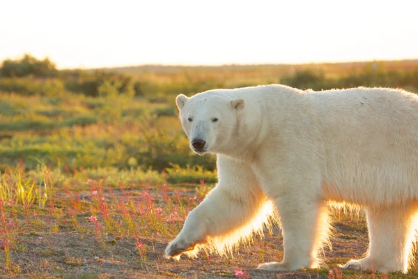 Urso polar ao entardecer 1 — Fotografia de Stock