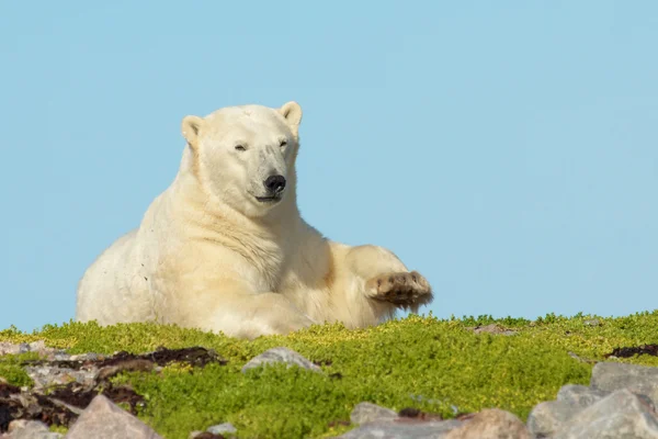 Polar Bear Bed 1 — Stock Photo, Image