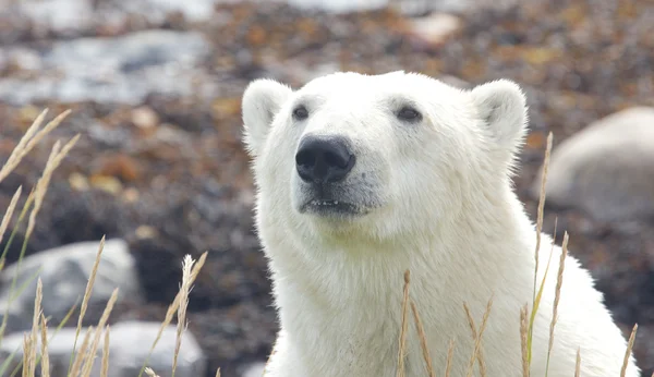 Polar Bear closeup Portrait 2 WB LT — Stock Photo, Image