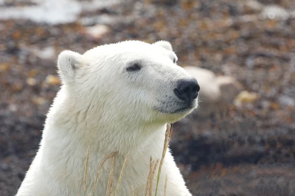 Oso polar primer plano retrato 2 — Foto de Stock