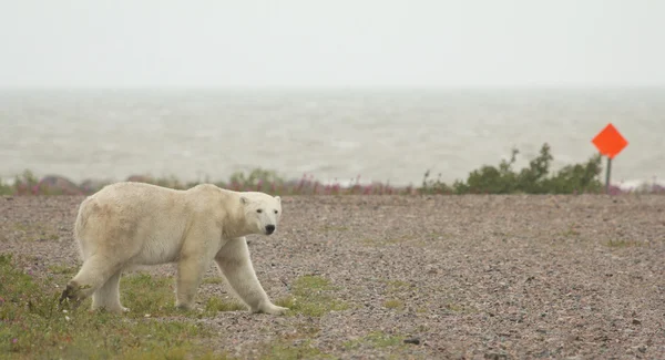 Kutup ayısı 1 crossing — Stok fotoğraf