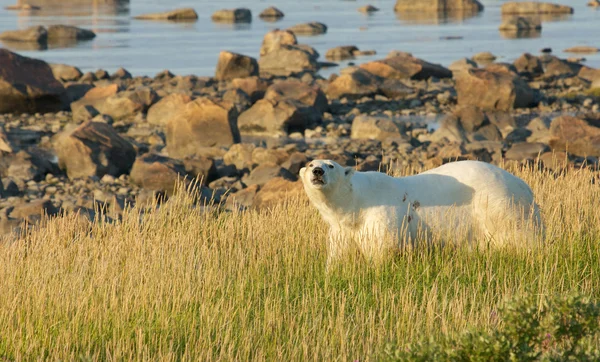 Eisbär im Gras 1 — Stockfoto