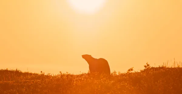Белый медведь на закате — стоковое фото