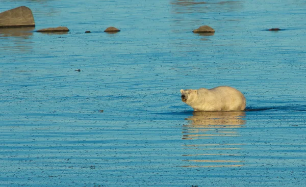 Urso polar na água 2 CP WB — Fotografia de Stock