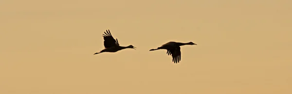 Sandhill crane siluetleri 1 — Stok fotoğraf