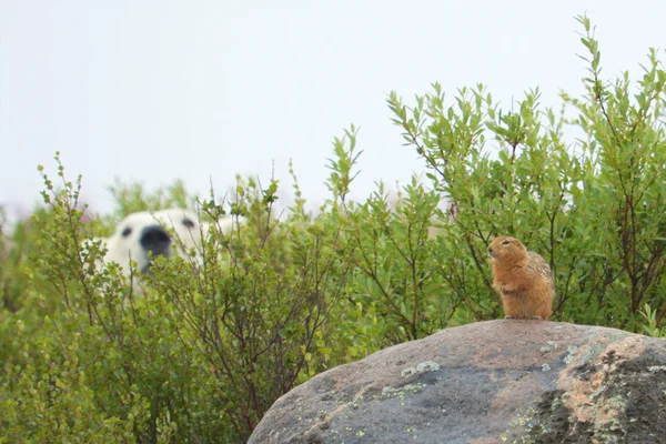 Sik sik i głodny niedźwiedź polarny cp — Zdjęcie stockowe