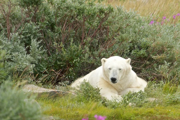 Schläfriger Eisbär 1 — Stockfoto