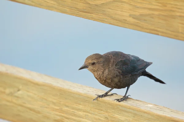 Tordo su legno — Foto Stock