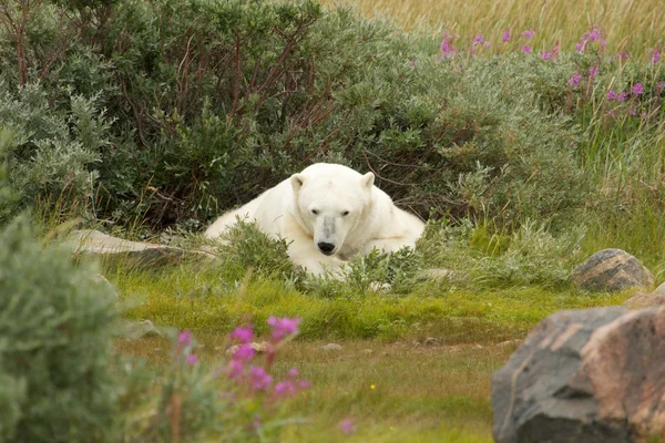 Κουρασμένος πολική αρκούδα 1 — Φωτογραφία Αρχείου