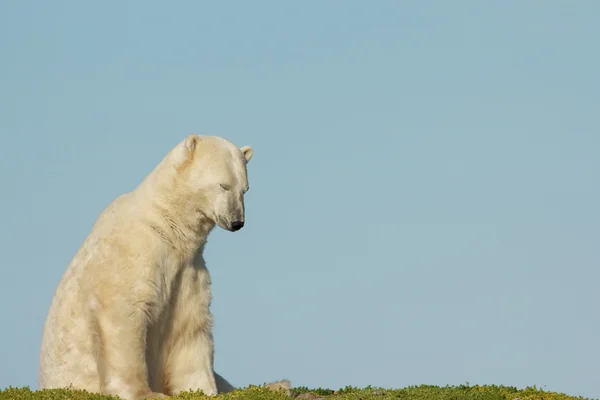 Urso polar acordado 1 — Fotografia de Stock