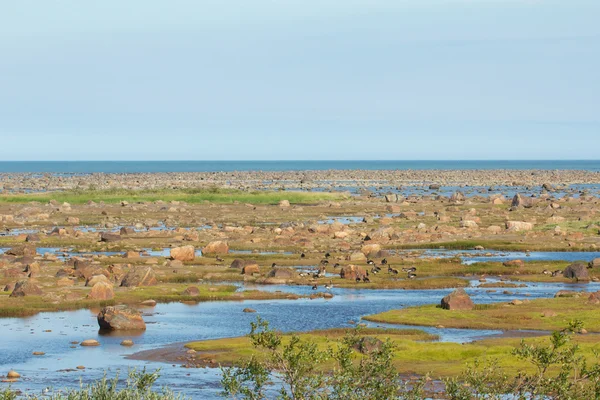 Hudson bay bei Ebbe Steinwüste — Stockfoto