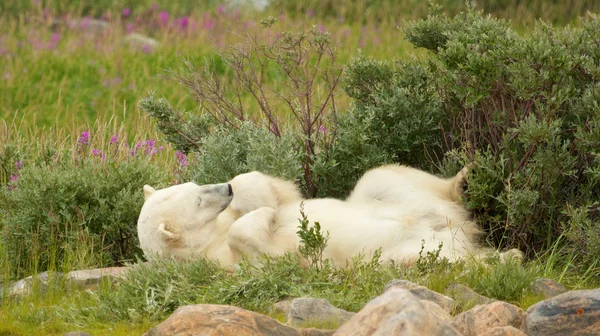 Zmęczony niedźwiedź polarny w krzakach — Zdjęcie stockowe