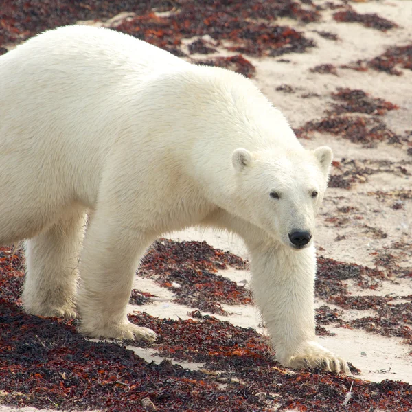 Urso polar na praia — Fotografia de Stock