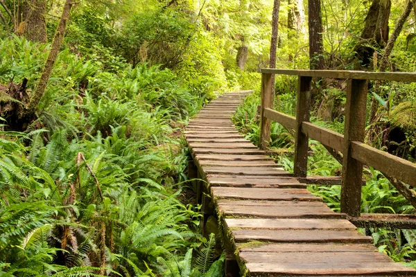 Paseo marítimo por el bosque lluvioso 1 —  Fotos de Stock