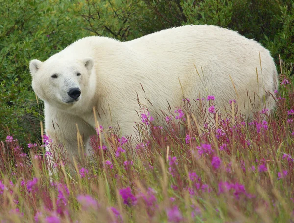 Polar Bear and Fireweed 1 — Stock Photo, Image