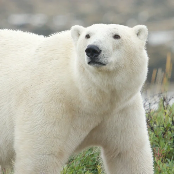 Polar Bear closeup 1 Stock Picture