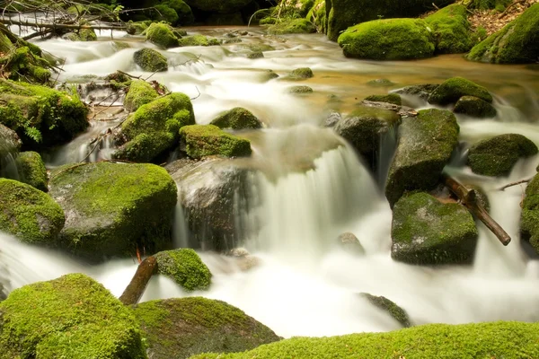 Black Forest Brook LE — Stock Photo, Image