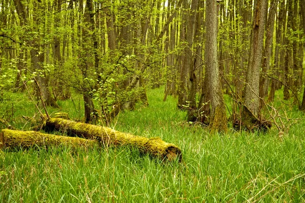 Troncos de árvores mortas na floresta — Fotografia de Stock