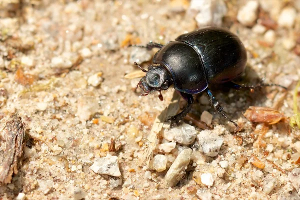 Dung beetle na drodze dn — Zdjęcie stockowe