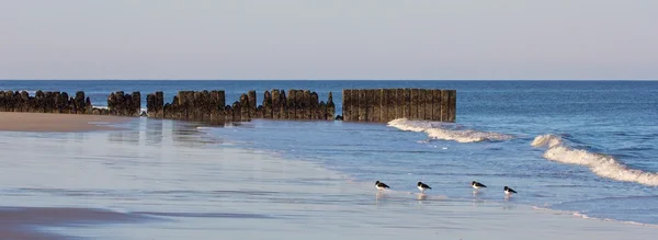 Oystercatchers and groin 1 — Stock Photo, Image